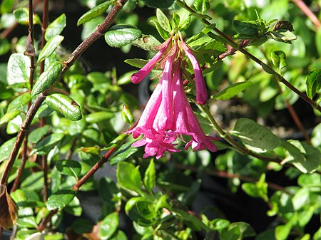 Vesalea floribunda