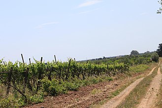 Vineyards in the region of Apulia, where Bianco d'Alessano is grown. Vineyard in Puglia Perrini.jpg