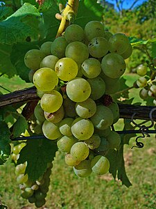 Vitis vinifera Fruits