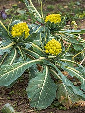 Romanesco broccoli in a field Vitoria - Huertas de Olarizu - Romanescu BT 01.jpg