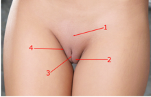 Front view of the vulva. Pudendal cleft at 3. Vulva - front view.png