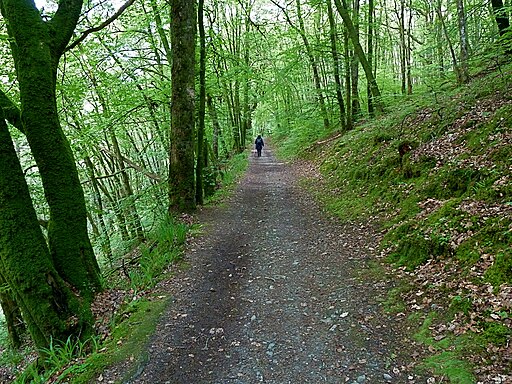 Walking in Laggan Wood, near Comrie - geograph.org.uk - 2433164