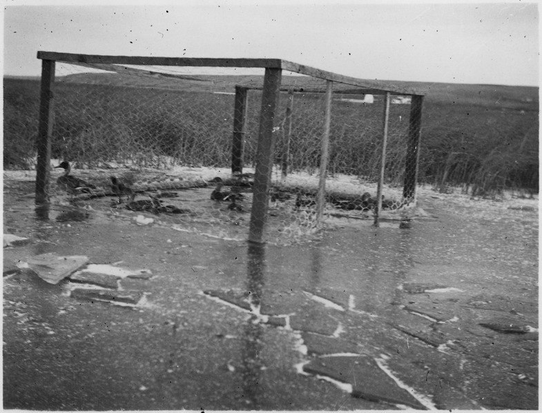 File:Waterfowl in a wire pen on the lake during winter - NARA - 283811.tif