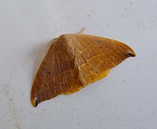 <i>Drepana uncinula</i> Species of hook-tip moth