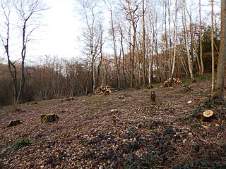 <span class="mw-page-title-main">Wattle Wood</span>