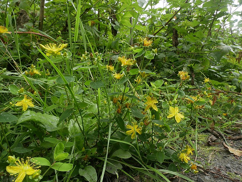 File:Western St. John's-Wort (Hypericum formosum) on Kaien Island, British Columbia, Canada.jpg