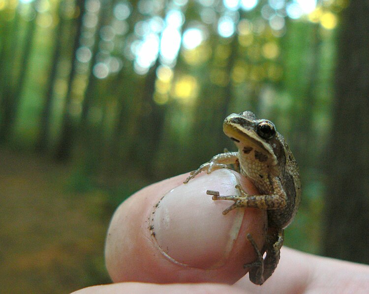 File:Western chorus frog.jpg