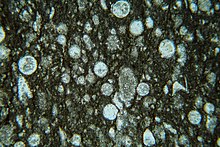 Whetstone limestone from the Ammergau Alps, Upper Bavaria with round radiolarian remains (thin section). The abrasive effect of the whetstones results from the even distribution of the hard radiolarian skeletons in the soft limestone matrix. Wetzsteinkalk neu.jpg