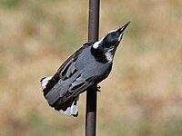 Un exemplar da subespecie nominal S. c. carolinensis visto desde as costas, estendendo as plumas da cola.