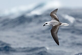 <span class="mw-page-title-main">Gadfly petrel</span> Genus of birds