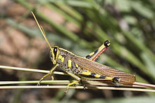 Белоснежный птичий кузнечик, Schistocerca albolineata.jpg