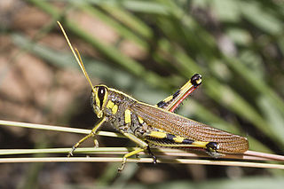 <i>Schistocerca albolineata</i> Species of grasshopper