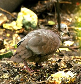 White-throated quail-dove Species of bird