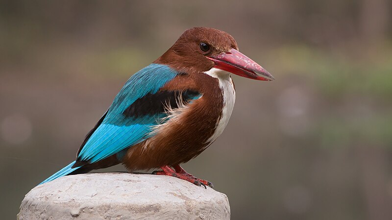 File:White-throated Kingfisher in Ludhiana district, Punjab 03.jpg