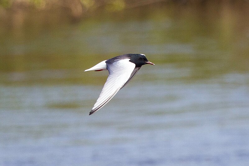 File:White-winged Tern (Chlidonias leucopterus) (14366194494).jpg