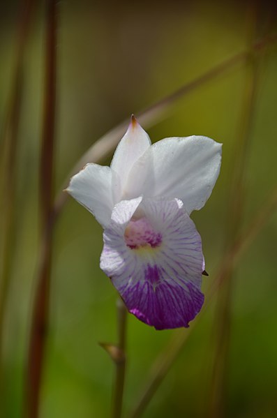 File:Wild orchid - panoramio (1).jpg