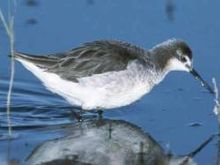 Wilson's phalarope WilsonPhalarope23.jpg