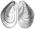 Wood-1 VIII-1a-b Modiolus modiolus.jpg