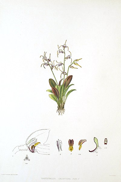 File:Woolward - The Genus Masdevallia - Masdevallia caloptera.jpg