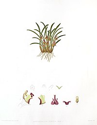 Masdevallia simula Dryadella simula