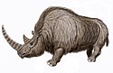 Woolly rhinoceros