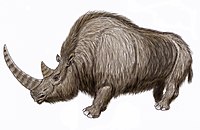 Σκίτσο που απεικονίζει τον μαλλιαρό ρινόκερο