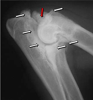 Computed tomography canine elbow