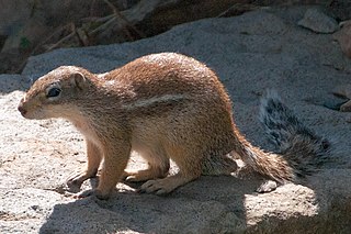 <i>African striped ground squirrel</i> Species of rodent