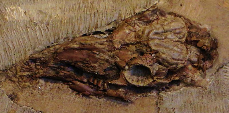 File:Xiphodon gracile cranio e calco endocranico montmartre.JPG