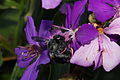 Xylocopa frontalis carpenter bee visiting Tibouchina granulosa flower. Photo taken at Ubatuba, SP, Brasil