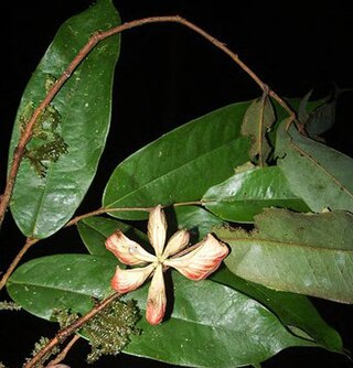 <i>Xylopia cuspidata</i> Species of flowering plant