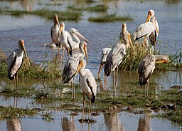 Afrikansk ibisstork