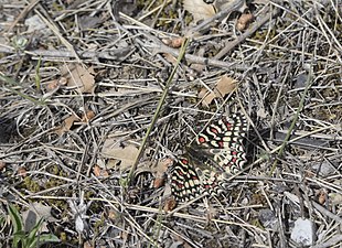 Zerynthia rumina (Proserpine)