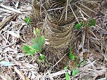 Base of the stem of Zombia antillarum showing stem sprouts. Zombia stem base.jpg