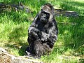 Zoo Berlin Gorilla Fatou May 2018 2.jpg