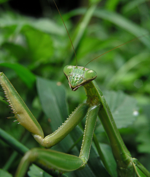 صورة:Zorak-Mantis.png