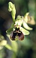 Ophrys bornmuelleri