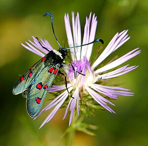 Zygaena lavandulae2.jpg