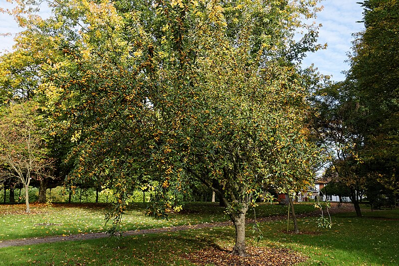 File:'Malus x zumi' crab apple Golden Hornet - Beale Arboretum West Lodge Park Hadley Wood Enfield London.jpg