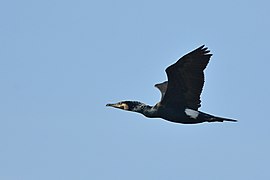 cormoran mare (Phalacrocorax carbo)