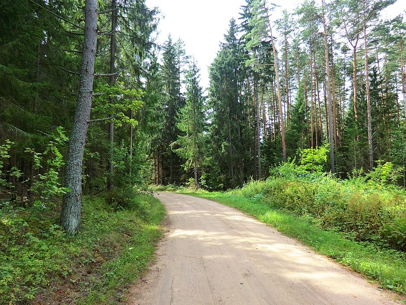 File:Лесная дорожка - panoramio (14).jpg