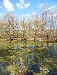 Пойменный водоем по правому берегу реки Яузы ниже Окружной ж/д