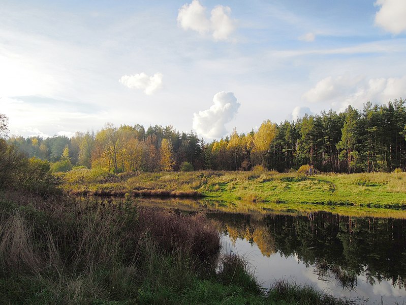 File:Ржевский (Охтинский) лесопарк. Река Лапка. Осенний пейзаж.jpg