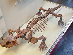 Описанный И. Ефремовым (1956) эннатозавр. Верхняя пермь, мезенская фауна. Московский Палеонтологический музей