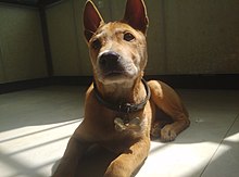 一只正在晒太阳的中华田园犬.jpg