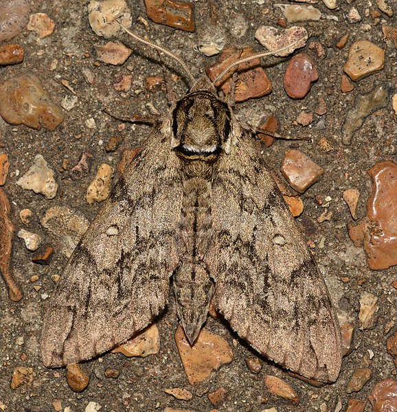 File:- 7787 – Ceratomia undulosa – Waved Sphinx Moth (43251906565).jpg