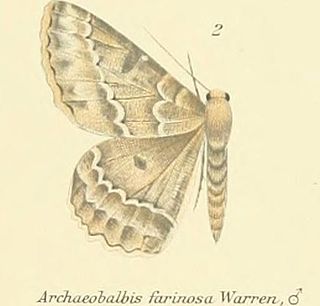 <i>Herochroma crassipunctata</i> Species of moth