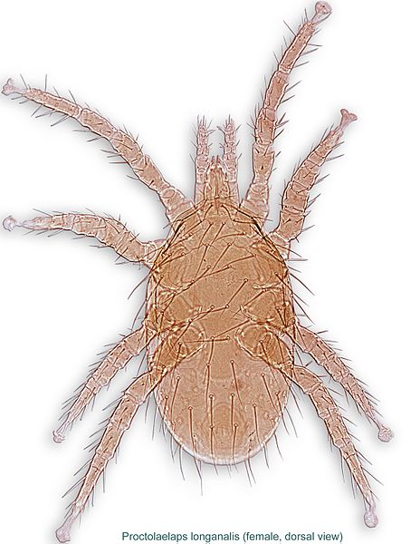 File:1-Proctolaelaps longanalis female dors ind2 BMOC 02-0706-002.jpg