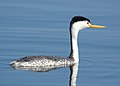 101 - CLARK'S GREBE (5-18-08) jezero Santa Margarita, Sloco, CA (2) (8722134244) .jpg