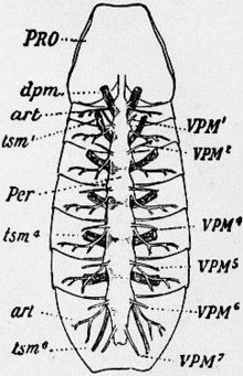 Système cardiovasculaire du scorpion Buthus occitanus, d'après l'Encyclopédie Britannica de 1911.